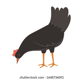 Fowl eating, side view of black poultry, standing farm animal or bird, countryside symbol, farming element, rooster or chicken pecking grain vector