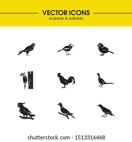 Fowl icons set with woodpecker, pheasant and sparrow elements. Set of fowl icons and pigeon concept. Editable vector elements for logo app UI design