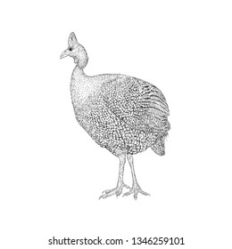 Fowl illustration, a farm animal vector 