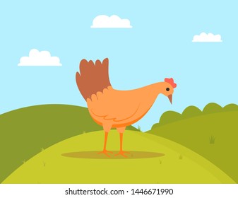 Fowl standing on grass, domestic or farm bird character outdoor, cloudy sky and green hills, side view of peking chicken, wings animal, poultry vector