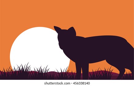 Fox at afternoon scenery silhouettes on orange backgrounds