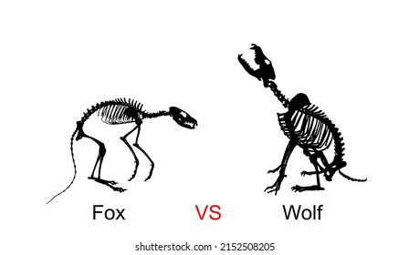Fox against wolf skeleton vector silhouette illustration isolated on white background. Predator fossil symbol in museum of science and biology. Vulpes sign shape. Canis lupus Dog skeleton silhouette.