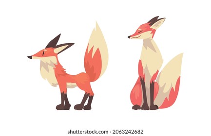 Fox Animal with Upright Ears, Pointed Snout and Long Bushy Tail in Different Poses Vector Set