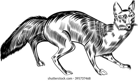 Fox,
Fox  Carnivore  Animal,  All elements are in separate layers color can be changed easily .   