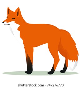 Fox cartoon vector illustration