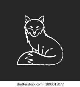 Fox chalk white icon on black background. Cute animal with furry tail, common mammal, omnivore woodland creature. Forest wildlife, zoology. Adorable fox isolated vector chalkboard illustration