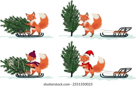 Fox with a Christmas tree, illustration. Fox takes a Christmas tree on a sled from the forest, set of illustrations, New Year concept. Cute fox in a hat and with a scarf. Preparation for Christmas