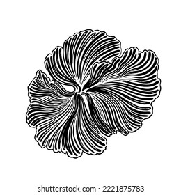 Fox coral drawn in black ink. The texture of the brush and paint. Vector illustration