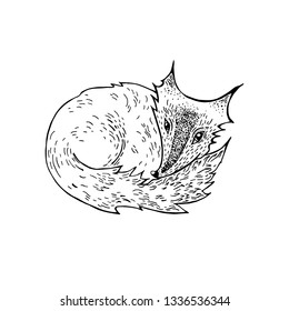 Fox. Cute picture of a wild animal. Vector illustration. Print for clothes, cover or postcard. Poster for a children's, coloring book. Totem animal, good tattoo.
