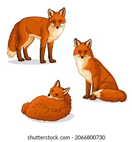 Fox in different poses. Set of vector illustrations of foxes isolated on white background.