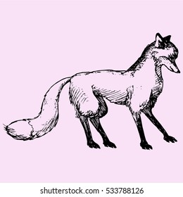 fox, doodle style sketch illustration hand drawn vector 