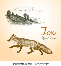 Fox engraved illustration. Vector
