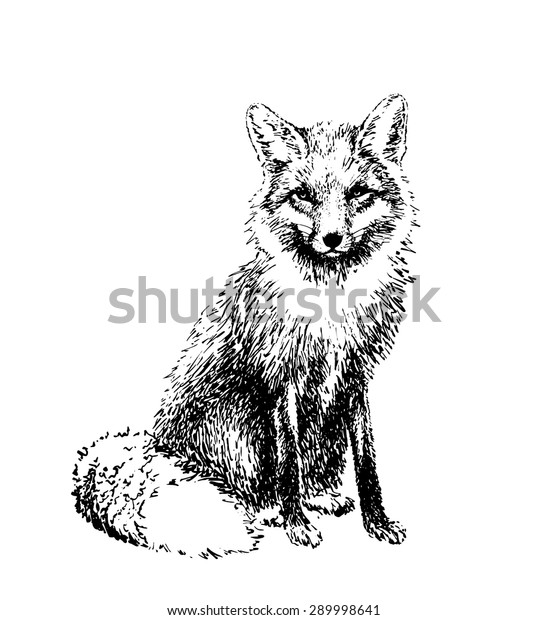 Illustration Gravee De Renard Image Vectorielle Image Vectorielle De Stock Libre De Droits