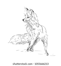 Fox engraved illustration. Vector hand drawn illustration.