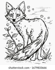 Fox engraved. Vector illustration isolated on white background.