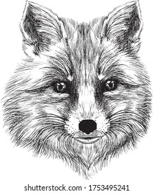 Fox  face graphic illustration. Vector