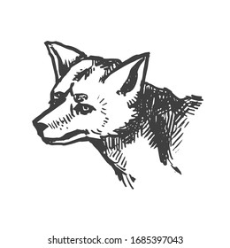 Fox face. Fox muzzle. Ink hand drawn illustration. Animal art. Isolated from background.