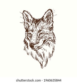 Fox face portrait. Ink black and white doodle drawing in woodcut style.