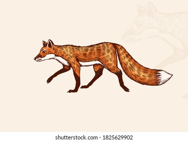 Fox with a fluffy tail. Forest animal or ginger beast. Vector Engraved hand drawn Vintage sketch for label or poster.