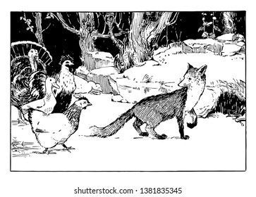 Fox and Fowl, this scene shows a fox being followed by a hen, duck, rooster, and turkey, vintage line drawing or engraving illustration