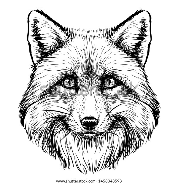  Fox. Graphic, sketch, black and white, hand-drawn portrait of a Fox's head on a white background.