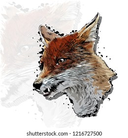 Fox grinning head vector colorful realistic hand-drawn sketch style isolated illustration with big transparent fox background