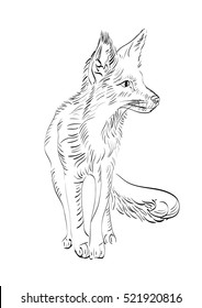 Fox ,hand Drawing