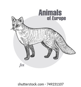 Fox hand drawing. Animals of Europe series. Vintage engraving style. Vector art illustration. Black graphic isolate on white background. The object of a naturalistic sketch.