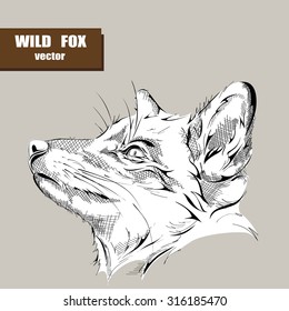 Fox. Hand drawing. Vector illustration