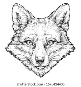 FOX hand drawn vector illustration