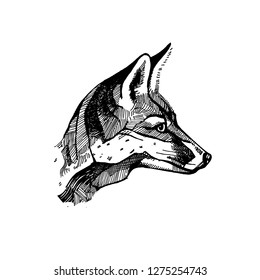 fox head hand drawn old style