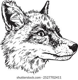 Fox head - hand drawn realistic vector animal illustration