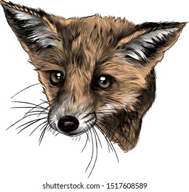 Fox head looks straight full face, sketch vector graphics color illustration on white background