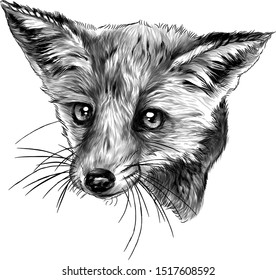 Cheetah Head Sketch Vector Graphics Monochrome Stock Vector (Royalty ...