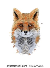 Fox head portrait from splash watercolor  colored drawing  realistic  Vector illustration paints