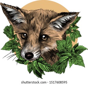 Fox head surrounded by foliage with circle in the background, sketch vector graphics color illustration on white background