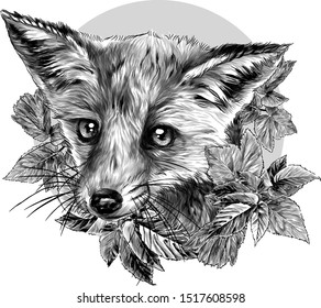 Fox head surrounded by foliage with circle in the background, sketch vector graphics monochrome illustration on white background