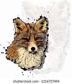 Fox head vector colorful realistic hand-drawn sketch style isolated illustration with big transparent fox background