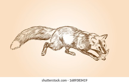 Fox hunting sketch. Hand drawn vector illustration made with pen and ink. Realistic drawing of jumping animal, made in vintage style. Cheese.