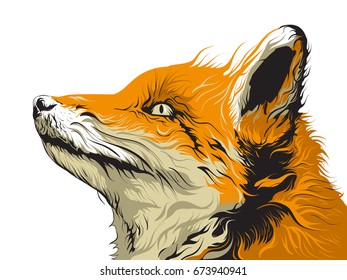 Fox Illustration Detail Artwork
