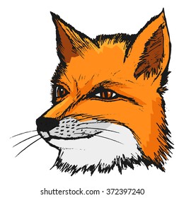 fox, illustration of wildlife, animal of forest, sly, predator
