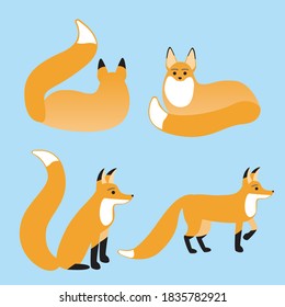 Fox isolated, different view. Flat vector stock illustration with fur animal or cute fox. Cute fox character isolated. Set of illustrations as a print for print or illustration for design