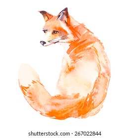 Fox isolated on white background. Watercolor. Vector.