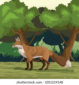 Fox in the jungle