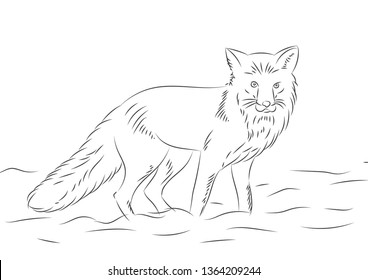 Fox line art 