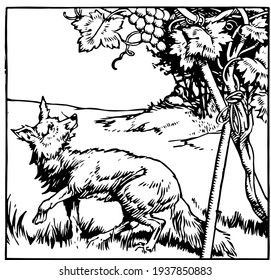 The fox looking at grapevine, vintage line drawing or engraving illustration