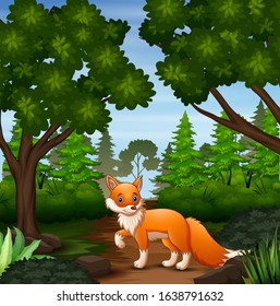 A fox looking for prey at forest scene