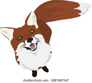 The fox looks up the green eyes on a white isolated background