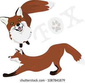 The fox looks up the green eyes on a white isolated background