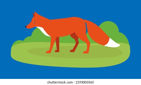Fox in the meadow, side view